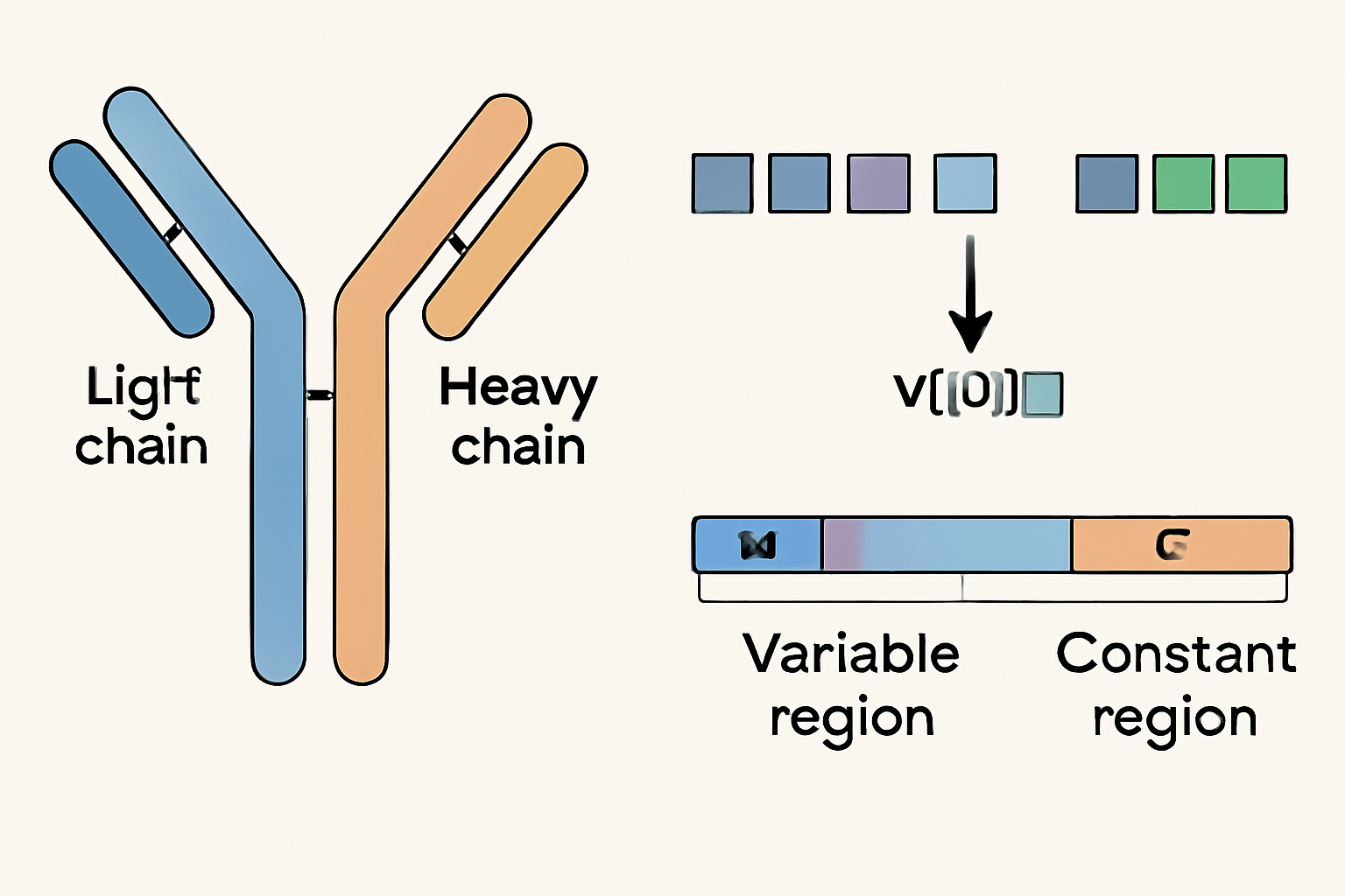 Gene Rearrangement of Immunoglobulins: The Foundation of Antibody Diversity